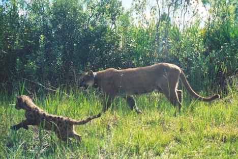 US Congress introduce bipartisan legislation to support wildlife migration and protect biodiversity