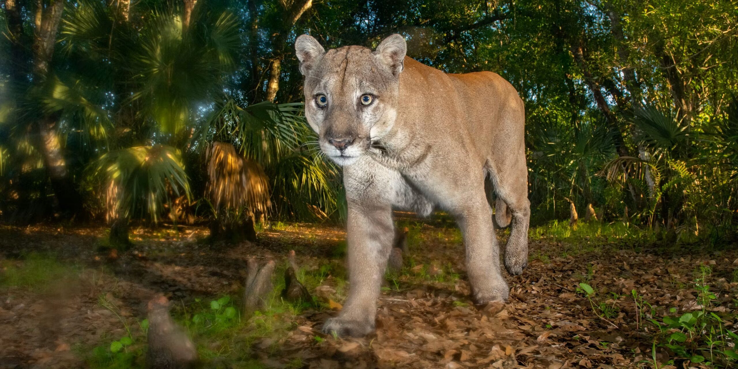 Florida panthers and black bears need a literal path for survival – here’s how the Florida Wildlife Corridor provides it in one of the fastest‑growing US states