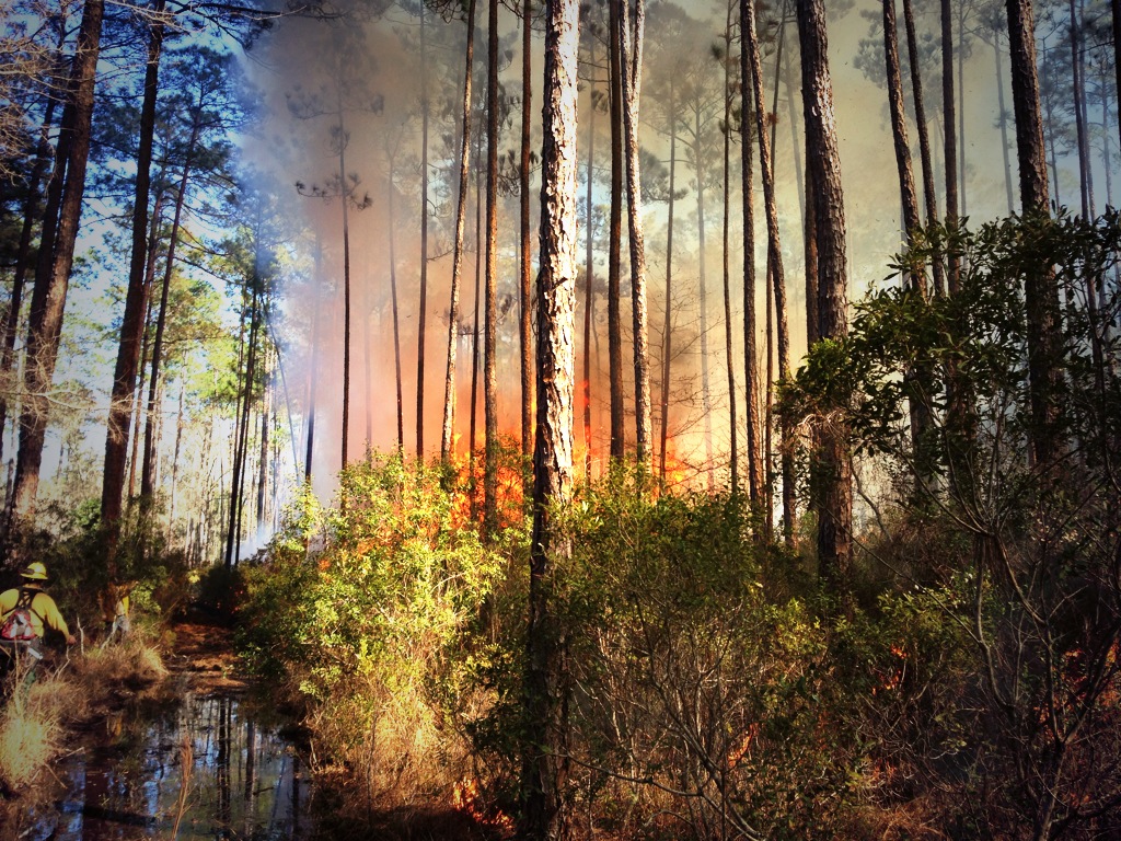 Governor Newsom announces $30 million for regional wildfire prevention and landscape projects ahead of wildfire season
